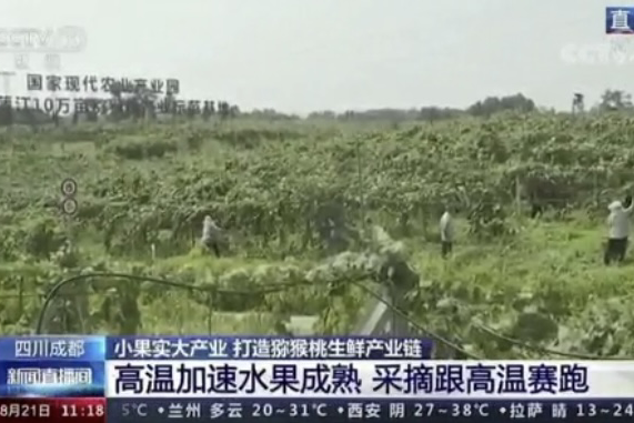 央視新聞中的天然蕓苔素、生物農(nóng)藥助力綠色農(nóng)業(yè)、品牌農(nóng)產(chǎn)品更有價值