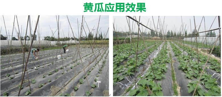 氨基寡糖素 - 植物的免疫衛(wèi)士，根結(jié)線蟲的克星