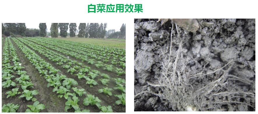 氨基寡糖素 - 植物的免疫衛(wèi)士，根結(jié)線蟲的克星