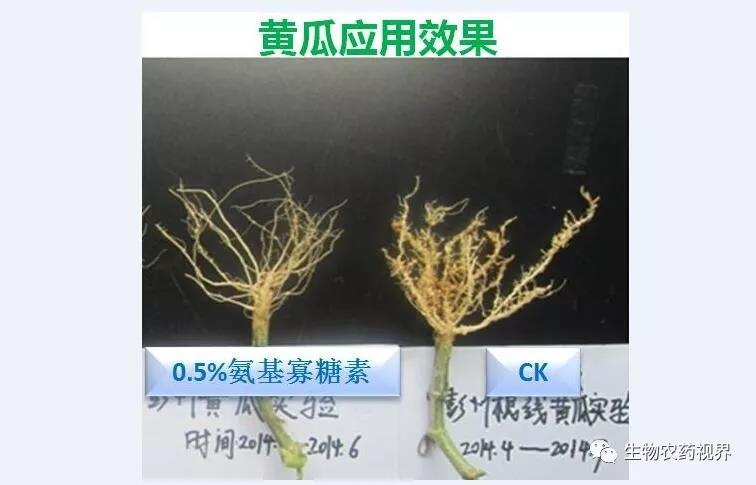 氨基寡糖素 - 植物的免疫衛(wèi)士，根結(jié)線蟲的克星