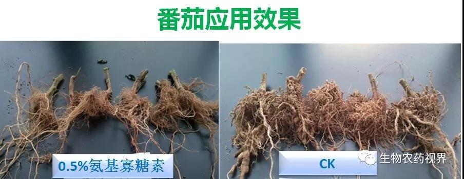 氨基寡糖素 - 植物的免疫衛(wèi)士，根結(jié)線蟲的克星