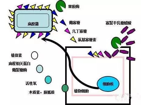 氨基寡糖素 - 植物的免疫衛(wèi)士，根結(jié)線蟲的克星