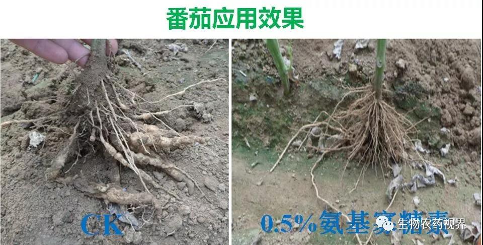 氨基寡糖素 - 植物的免疫衛(wèi)士，根結(jié)線蟲的克星